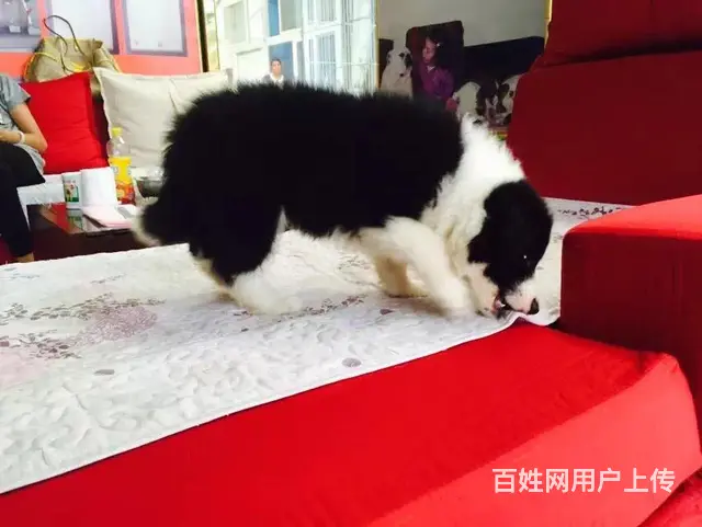 辽阳上哪可以看到边牧犬舍，边牧犬舍地址位置 - 图片 3
