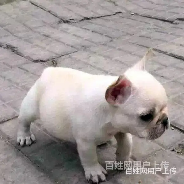 吕梁法斗价格哪儿有卖法斗 - 图片 3