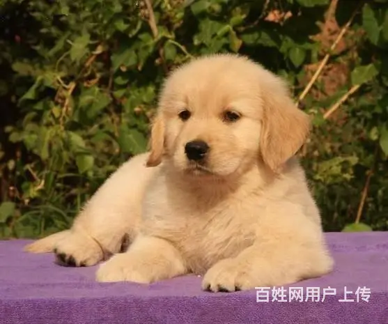 出售纯种美系金毛犬幼犬 大骨架黄金猎犬金毛幼犬 - 图片 1
