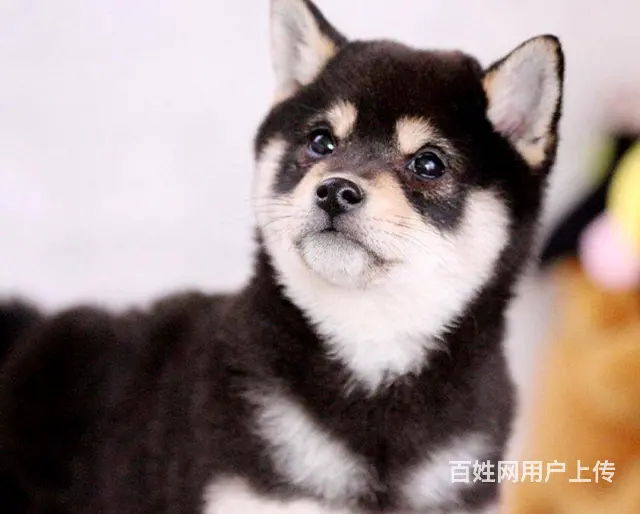 纯种柴犬 赤红色柴犬 黑色柴犬 三个月包退换保健康 - 图片 11