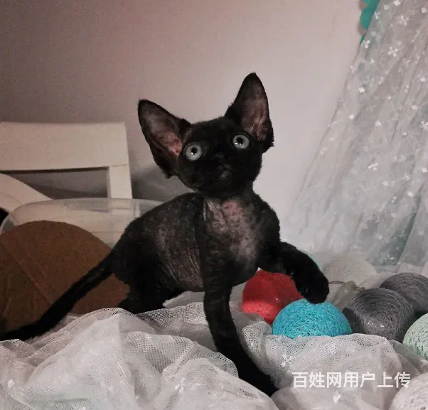 德文卷毛猫本地哪里有卖的 多少钱一只 图片价格 - 图片 6