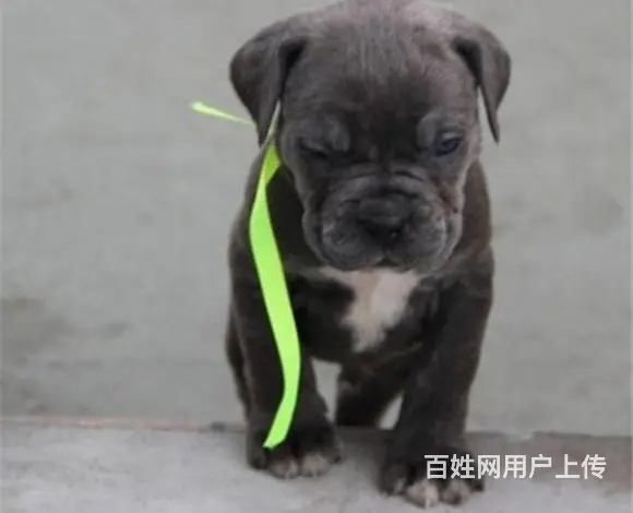 宿迁卖卡斯罗的犬舍，犬舍卡斯罗一般价位 - 图片 11