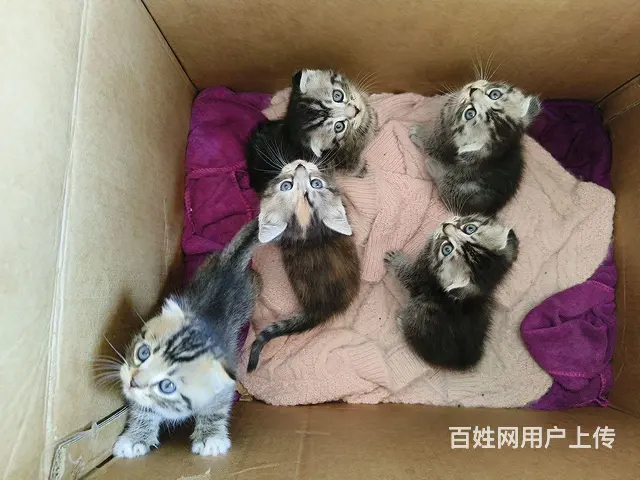 虎斑折耳串 - 图片 2
