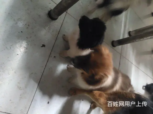 免费赠送小狗 - 图片