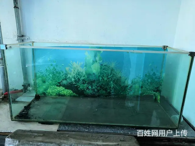 鱼缸出售 - 图片 1