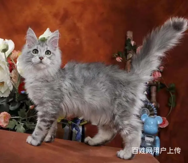 因过年回老家黑白加菲猫找人领养 - 图片