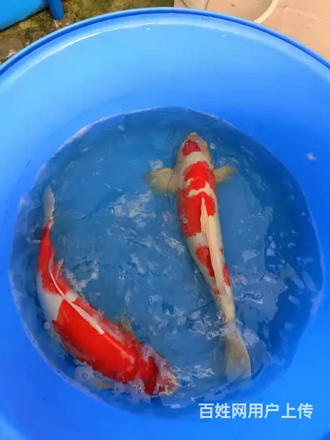苏州渔匠鲤苑拉网上新鱼 - 图片 12