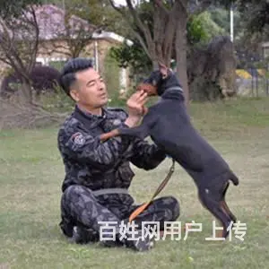 苏州宠物培训~训犬学校~狗狗训练基地~狗狗寄养 - 图片 1