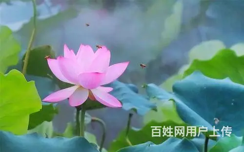 郁香正念书社招募爱心志愿者 - 图片 1