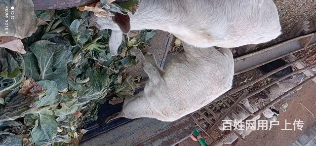 出售奶羊 - 图片 2