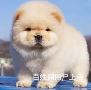 承德哪有卖松狮犬的 憨厚肉嘴松狮幼犬出售 疫苗做齐质保签 - 图片 2