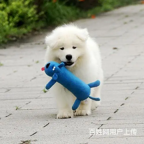滨州哪里有出售萨摩耶幼犬宝宝 定时做疫苗和驱虫 公 - 图片 1