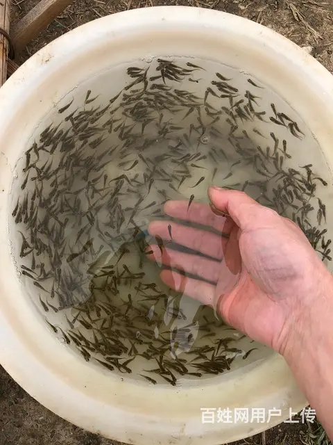 常州 青鱼乌子夏花鱼苗 - 图片 7