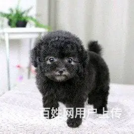 广州纯种泰迪犬价格 狗舍直销 包纯种健康签协议 - 图片 11