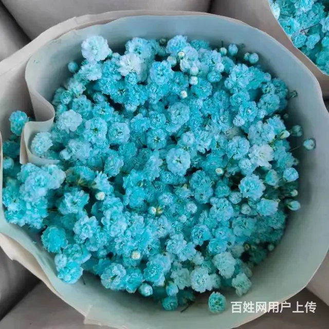 云南昆明斗南鲜花绿植盆栽基地批发一件代发 - 图片 1
