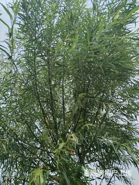 专业修剪所有树木，专业伐树团队， - 图片 2