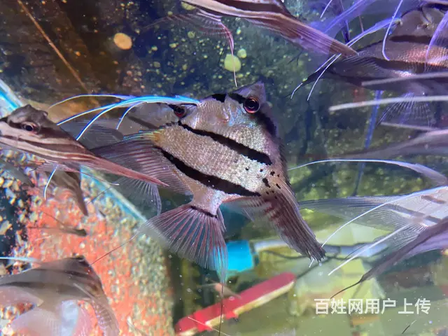 出埃及魔门斯卡神仙鱼 - 图片 3