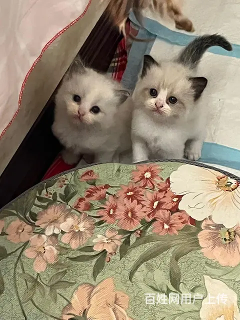 自家养的 品相好 纯种 会用猫砂盆 - 图片 2