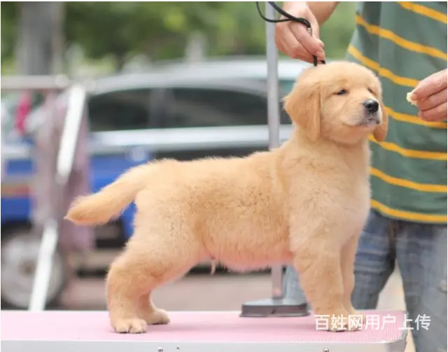 纯种金毛幼犬价格 金毛多少钱一只幼崽 犬舍出售纯 - 图片 4