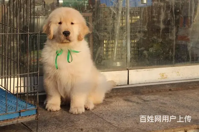 金毛专售纯种大头金毛/金毛/保障健康金毛 - 图片 2