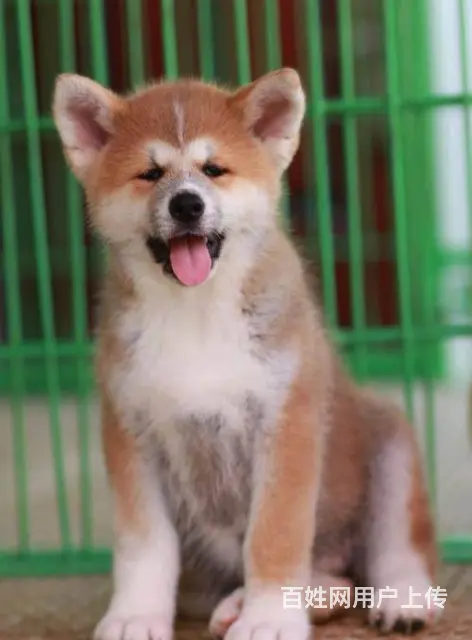 纯种 日系秋田犬 来可见父母 签协议保障健康 - 图片 1