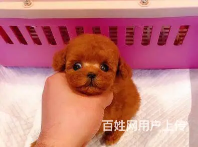 承德泰迪多少钱一只 泰迪价格 茶杯犬泰迪 - 图片 1