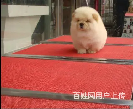 吕梁有什么地方可以买到松狮，松狮的价位 - 图片 3