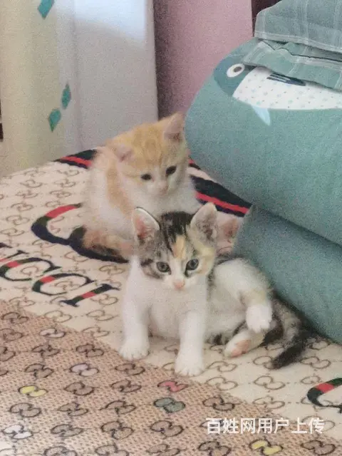 免费送小猫咪 - 图片 1