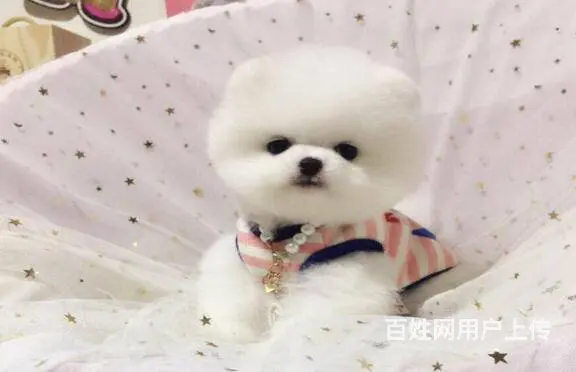 纯种博美 赛级博美 英系博美出售中 - 图片 8