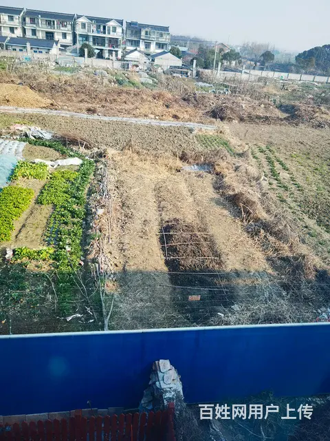一起种菜种瓜 - 图片