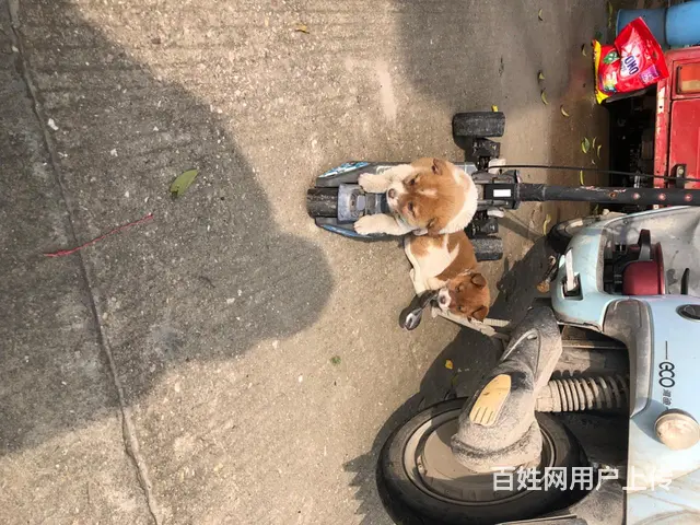 自己家狗狗 - 图片 1