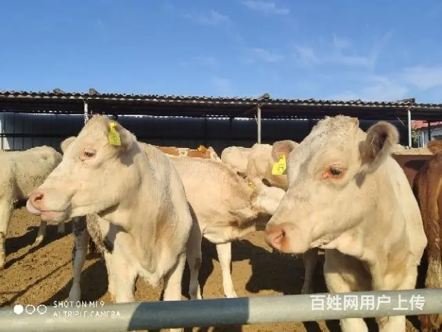 出售大小西门塔尔牛夏洛莱牛利木赞牛 - 图片 7