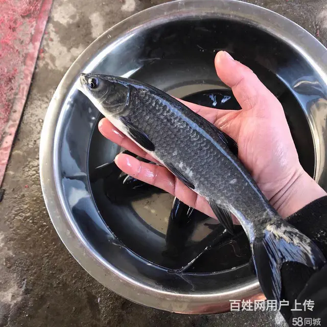 常州 青鱼乌子夏花鱼苗 - 图片 11
