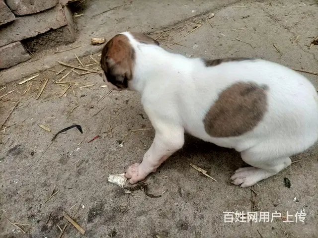 小格子犬 - 图片 7