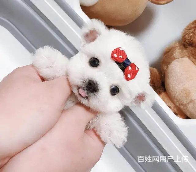 出售精品泰迪幼犬疫苗齐全多只可选 - 图片 5
