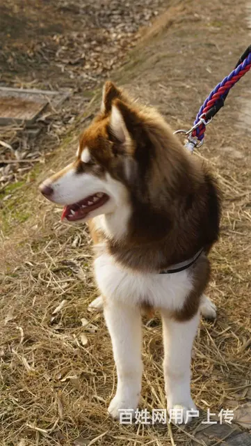 【搞定了！】免费领养阿拉斯加雪橇犬6个月犬五联驱虫洗澡可送上 - 图片 6