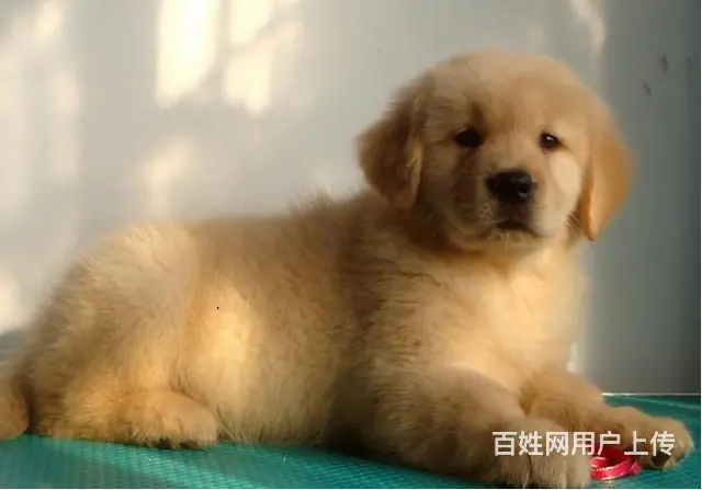 大头宽嘴金毛幼犬 黄金猎犬 纯种金毛犬出售 - 图片 1