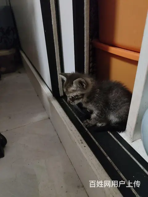 满月小猫求免费收养 - 图片 2
