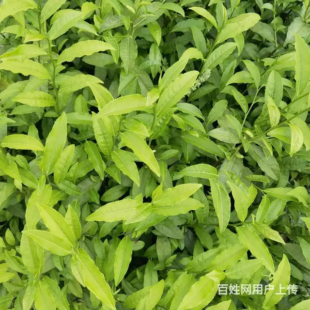 广西六堡茶叶苗，六堡茶树苗，六堡大叶茶苗服务 - 图片 1