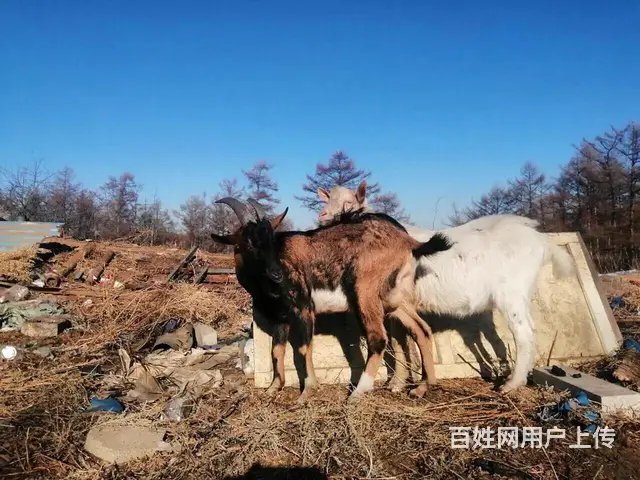配种山羊出售 - 图片 2