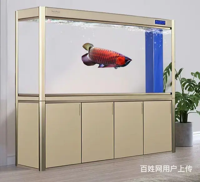 专业鱼缸清洗维护保养 - 图片 1