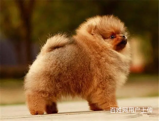 哈多利博美犬品相好、骨骼小、超萌可爱 - 图片 7