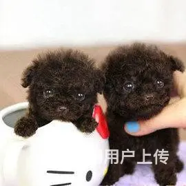 广州纯种泰迪犬价格 狗舍直销 包纯种健康签协议 - 图片 12