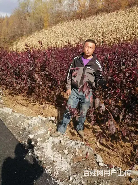 出售绿离墙苗，金忍冬，榆，红叶李，黄洋，丁香，柏树 - 图片 10