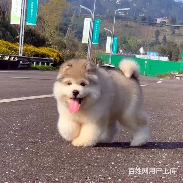 出售阿拉斯加幼犬 赛级品质 有标准体和巨型阿拉斯加 - 图片 6
