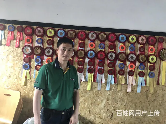 连锁学校训犬有保障，创造训犬训狗客户满意度 - 图片 5