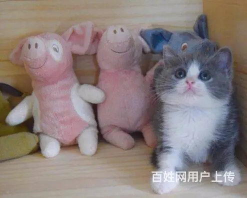 精选猫舍出售布偶猫 蓝猫 加菲猫 纯种健康有保证 - 图片 1