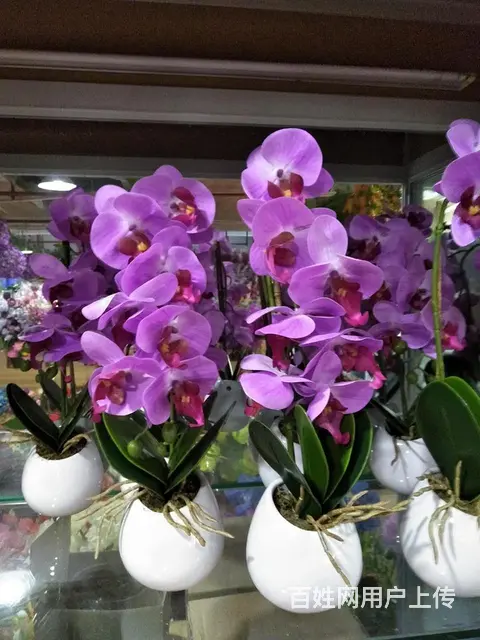 厦门绿植租赁、绿化工程、绿植养护、办公室绿植 - 图片 1