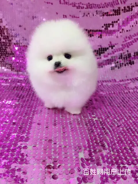 博美犬舍，博美多少钱一只 博美价格 包纯包健康 - 图片 8