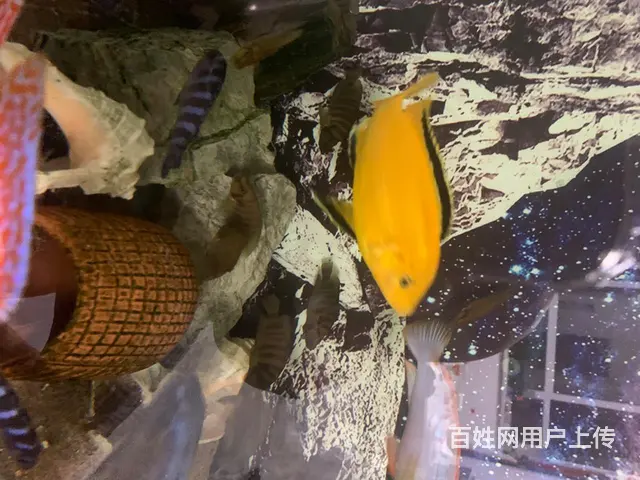 黑线大王子 - 图片